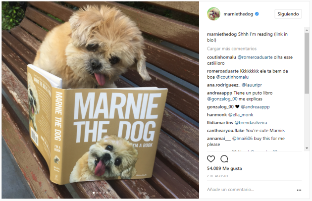 instagram de perros influyentes